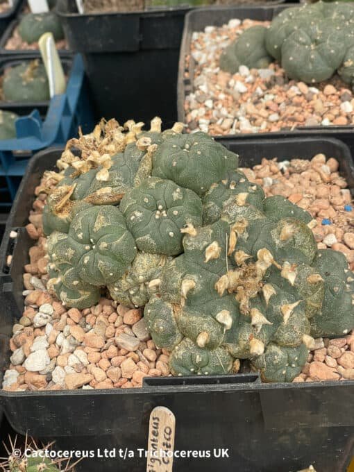 Lophophora Williamsii (Peyote) - 13Cm - The Bubble - Image 3