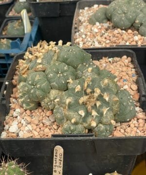 Lophophora Williamsii Bubble 3