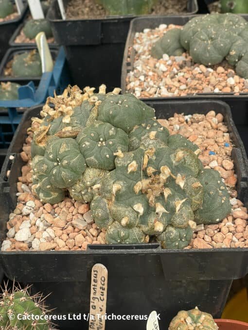 Lophophora Williamsii (Peyote) - 13Cm - The Bubble - Image 4