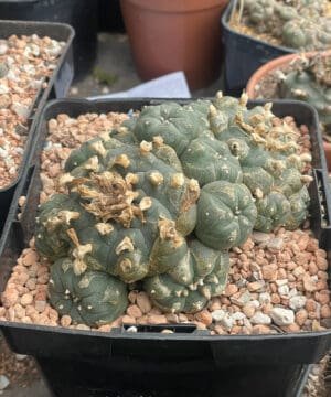 Lophophora Williamsii Bubble 4