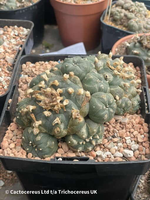 Lophophora Williamsii (Peyote) - 13Cm - The Bubble - Image 5