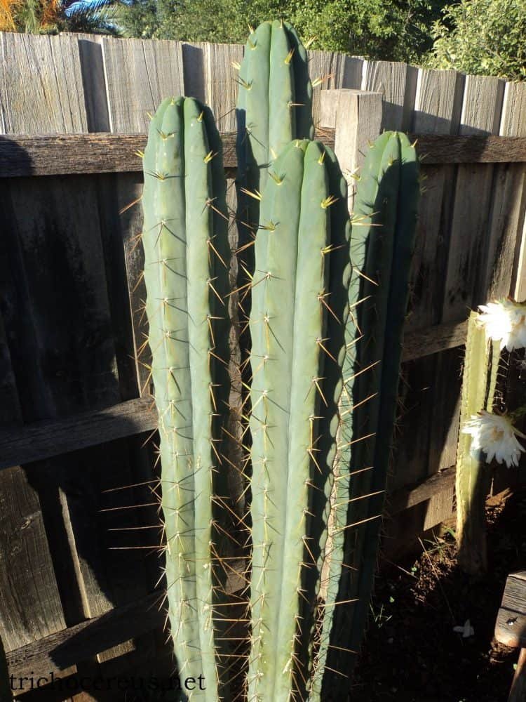 T. Bridgesii Psycho0 750X1000 1