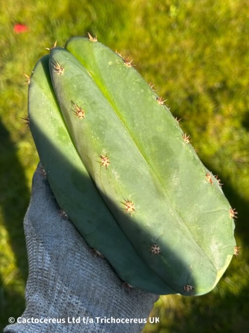 Tr. Scopulicola Hybrid 'Super Pedro' Cuts
