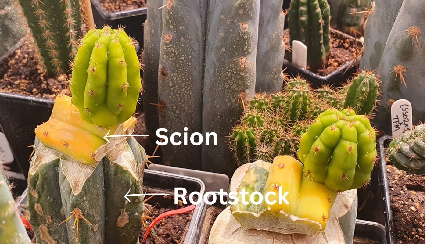 Rootstock Scion Reference