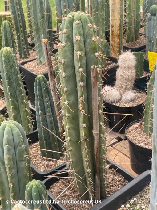 Tr. Peruvianus 'Matucana' Cuttings