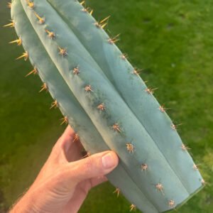 Tr Peruvianus Mat 1