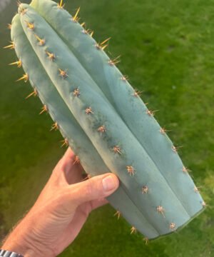 Tr. peruvianus 'Matucana' Cuttings