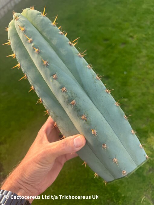 Tr. Peruvianus 'Matucana' Cuttings