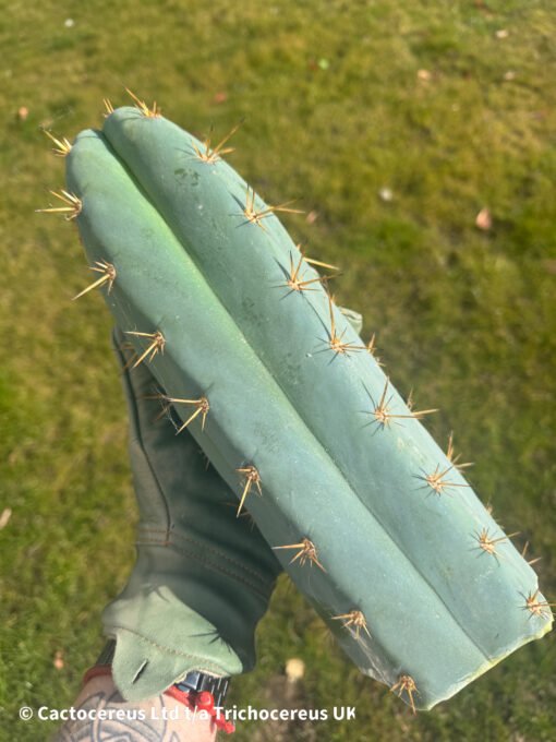 Tr. Peruvianus 'Matucana' Cuttings