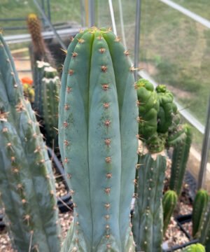 Tr. peruvianus 'Matucana' Cuttings