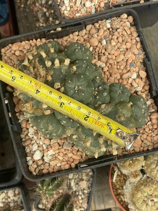 Lophophora Williamsii (Peyote) - 13Cm - The Bubble - Image 2