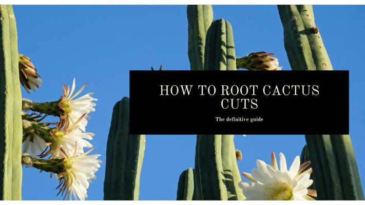 How To Root Cactus Cuts