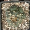 Lophophora Williamsii 9Cm 1