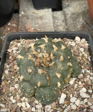 Lophophora Williamsii 9Cm 2