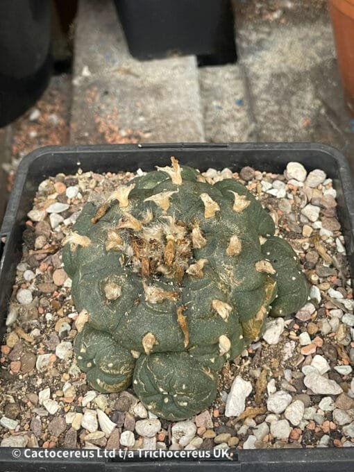 Lophophora Williamsii (Peyote) - 9Cm - Image 6