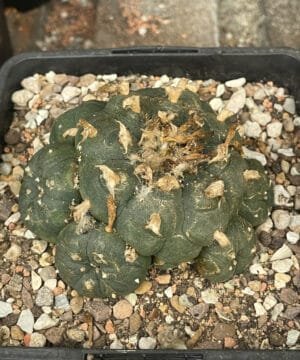 Lophophora Williamsii 9Cm 3