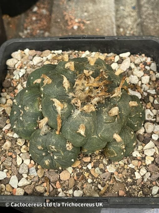 Lophophora Williamsii (Peyote) - 9Cm - Image 5