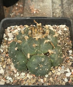 Lophophora Williamsii 9Cm 4