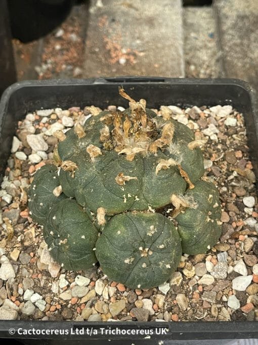 Lophophora Williamsii (Peyote) - 9Cm - Image 4