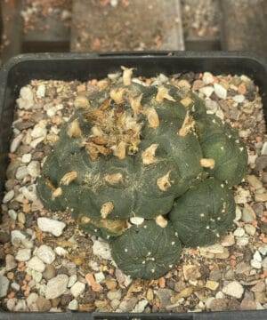 Lophophora Williamsii 9Cm 5