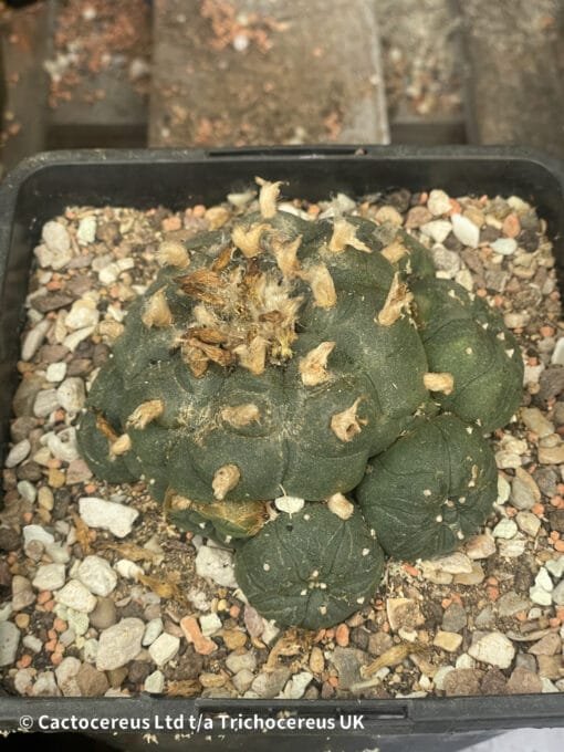 Lophophora Williamsii (Peyote) - 9Cm - Image 3