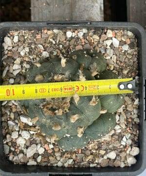 Lophophora Williamsii 9Cm 6