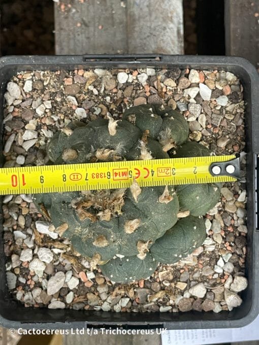 Lophophora Williamsii (Peyote) - 9Cm - Image 2