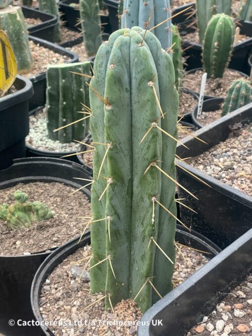 Tr. Bridgesii Bbb &Quot;Big Blue Bridge&Quot; Whole Plants