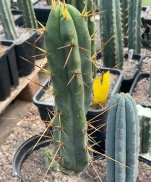 Tr Bridgesii Sina Semi Monstrose 5