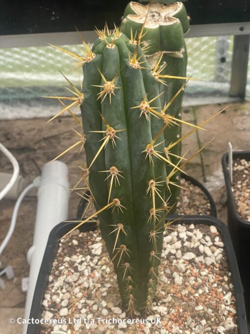 Tr. &Quot;Pantera&Quot; X Tr. Bridgesii &Quot;Psycho0&Quot; - 27Cm Whole Plant