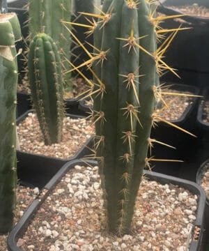 Tr Chilo Pantera X Tr Bridgesii Psycho0 2