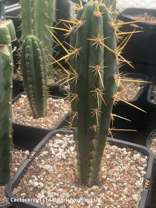 Tr. &Quot;Pantera&Quot; X Tr. Bridgesii &Quot;Psycho0&Quot; - 27Cm Whole Plant - Image 4