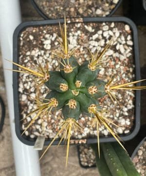 Tr Chilo Pantera X Tr Bridgesii Psycho0 3