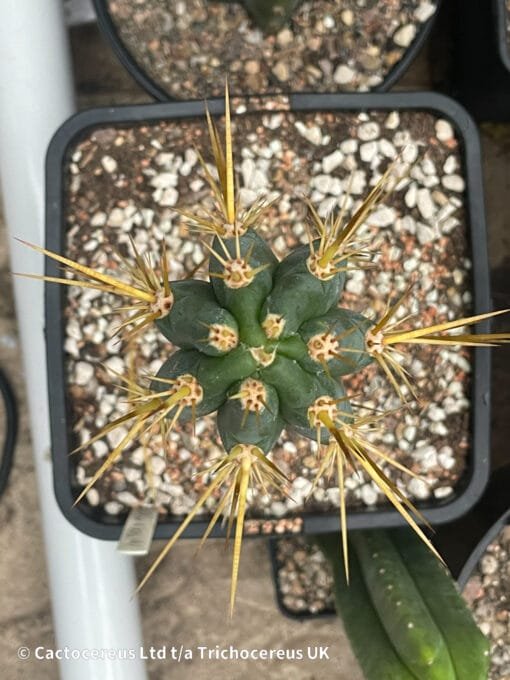 Tr. &Quot;Pantera&Quot; X Tr. Bridgesii &Quot;Psycho0&Quot; - 27Cm Whole Plant - Image 3