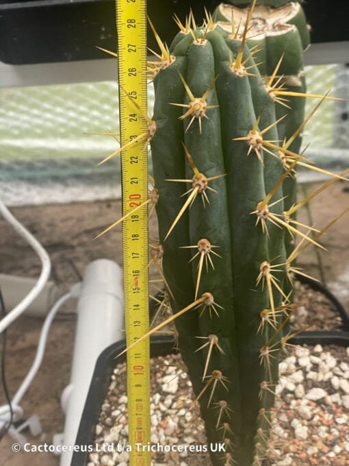 Tr. &Quot;Pantera&Quot; X Tr. Bridgesii &Quot;Psycho0&Quot; - 27Cm Whole Plant - Image 2