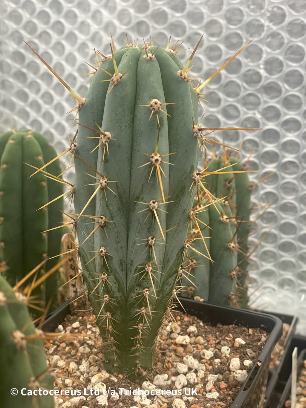 Trichocereus peruvianus /トップカット / 1kg 専用 1kg Trichocereus peruvianus /トップカット Peruvian