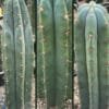 Trichocereus Uk Big