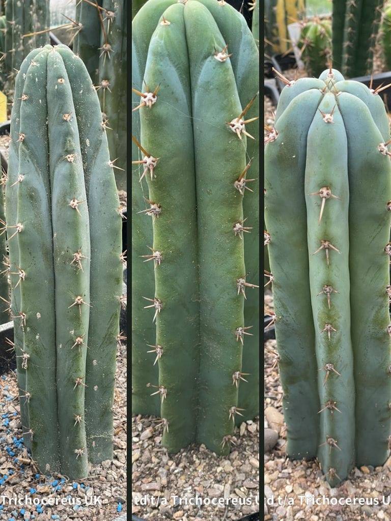 Tr.pachanoi Long Spine - Whole Plants | Cactocereus UK t/a Trichocereus UK