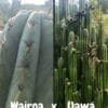 Wairoa x Uawa