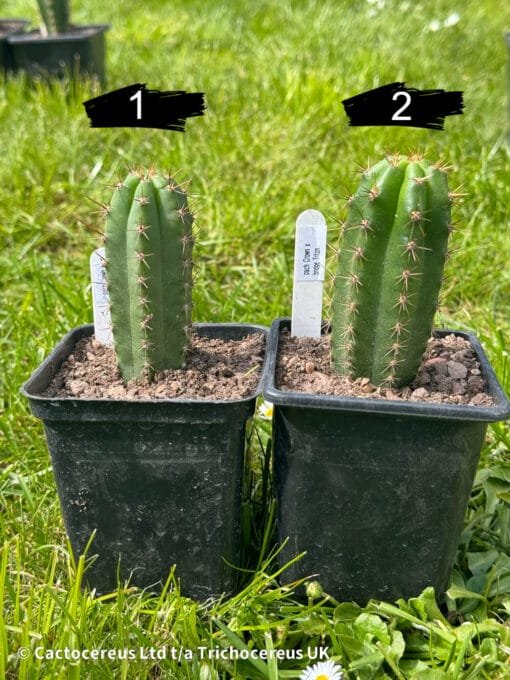 Tr. Pachanoi &Quot;Crown&Quot; X Tr. Bridgesii &Quot;Triton&Quot;