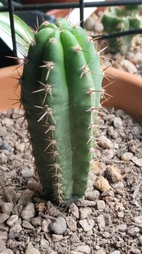 Tr. pachanoi "Crown" x Tr. bridgesii "Triton" photo review