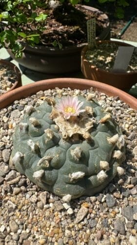 Lophophora williamsii (Peyote) - 8cm "Fighter" photo review
