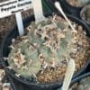 Lophophora Williamsii 2 1