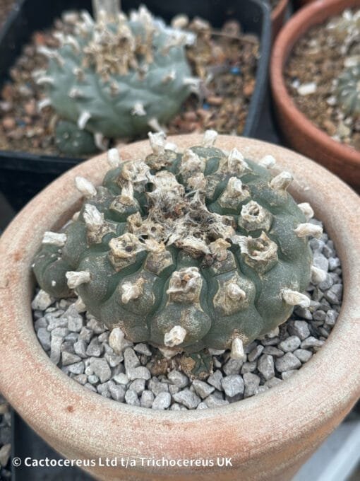 Lophophora Williamsii (Peyote) - 8Cm &Quot;Three Sisters&Quot;