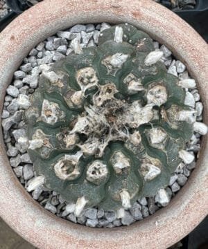 Lophophora Williamsii 5 2