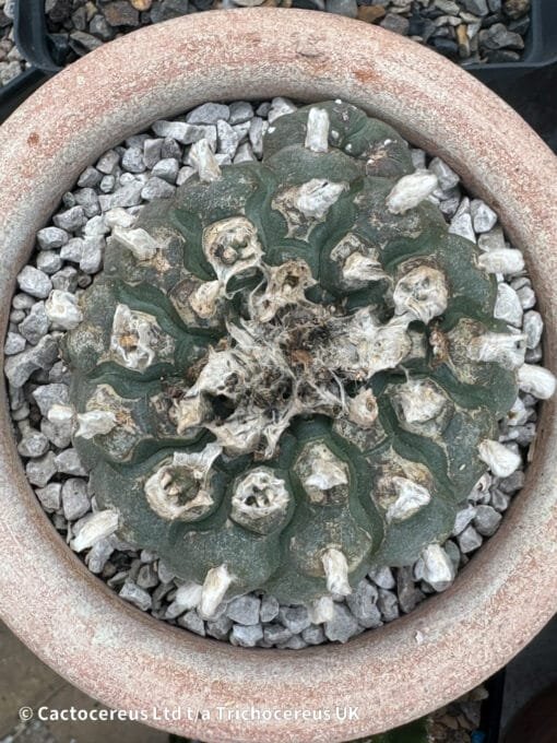 Lophophora Williamsii (Peyote) - 8Cm &Quot;Three Sisters&Quot; - Image 5