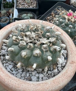 Lophophora Williamsii 5 3