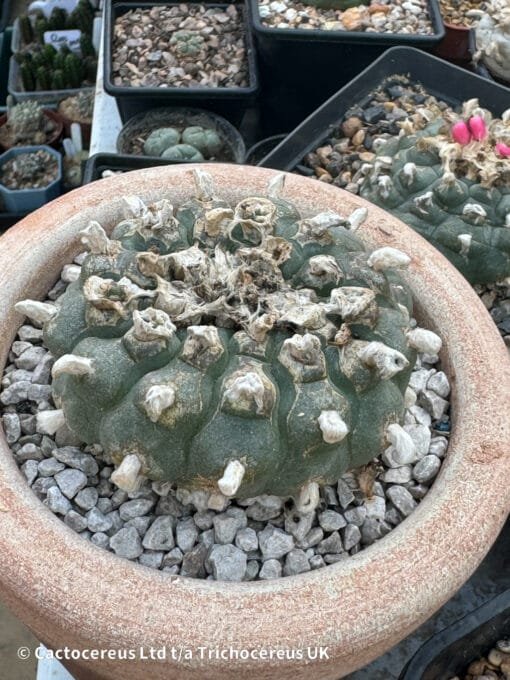 Lophophora Williamsii (Peyote) - 8Cm &Quot;Three Sisters&Quot; - Image 4