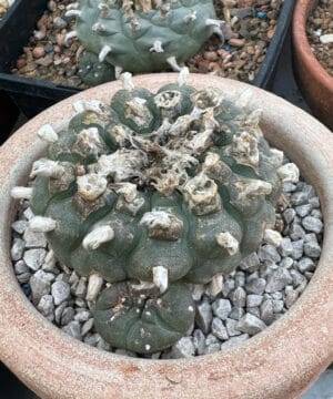 Lophophora Williamsii 5 4