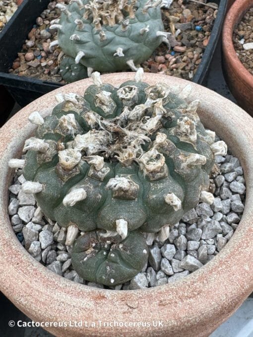 Lophophora Williamsii (Peyote) - 8Cm &Quot;Three Sisters&Quot; - Image 3